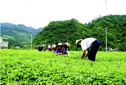 种植不规范制约中医药产业的发展