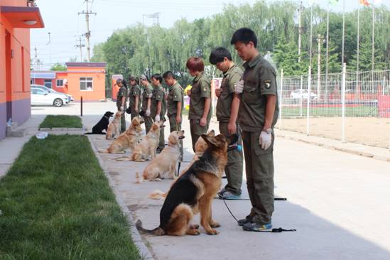 训犬师——你也能加入的高薪职业